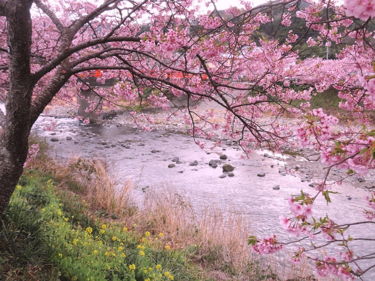 Japan’s First Cherry Blossoms: The Kawazu River in Full Bloom