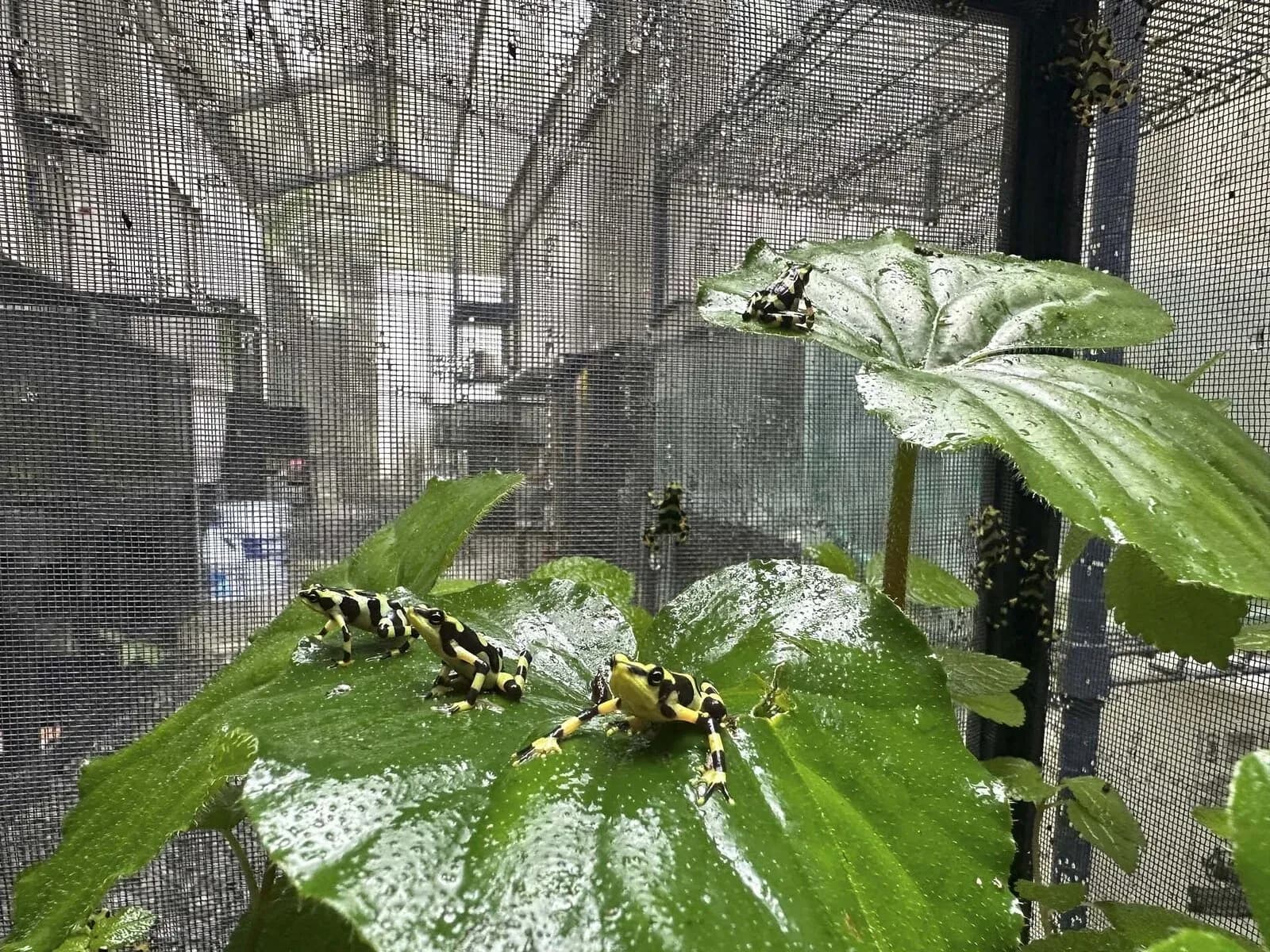 Three small bright yellow frogs with black markings rest on large wet green leaves inside a screened enclosure, with several more frogs clinging to the fine mesh walls behind them.