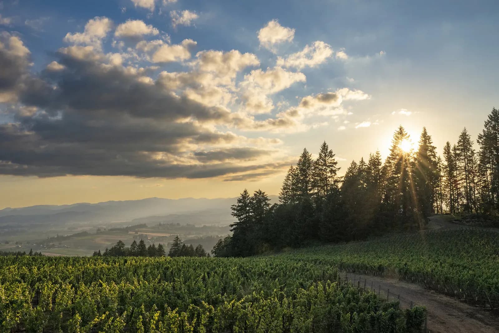 Hilltop vineyard rows in the Dundee Hills at sunset with the sun setting through fir trees over a hazy valley