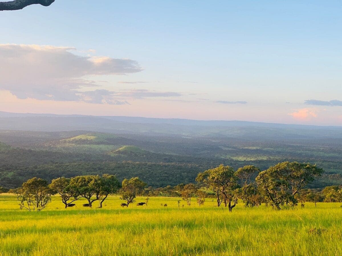 a grassy field with trees and mountains in the background